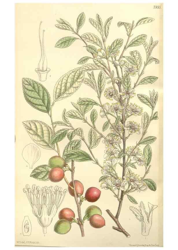 Reproducción/Reproduction 35271590682: Curtis's botanical magazine.. London ; New York [etc.] :Academic Press [etc.]
