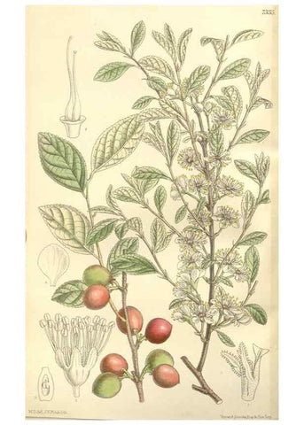 Reproducción/Reproduction 35271590682: Curtis's botanical magazine.. London ; New York [etc.] :Academic Press [etc.]