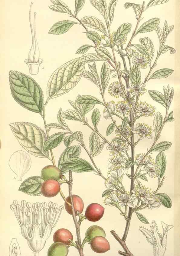 Reproducción/Reproduction 35271590682: Curtis's botanical magazine.. London ; New York [etc.] :Academic Press [etc.]