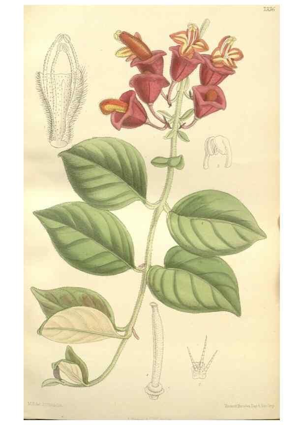 Reproducción/Reproduction 35398497726: Curtis's botanical magazine.. London ; New York [etc.] :Academic Press [etc.]