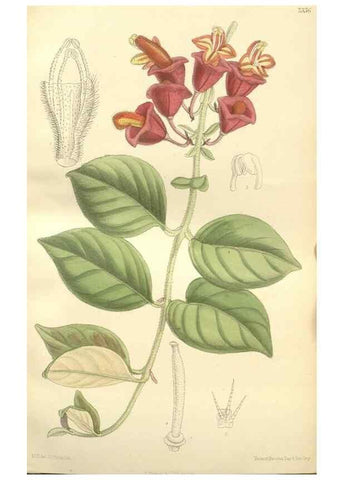 Reproducción/Reproduction 35398497726: Curtis's botanical magazine.. London ; New York [etc.] :Academic Press [etc.]