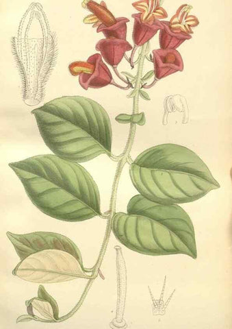 Reproducción/Reproduction 35398497726: Curtis's botanical magazine.. London ; New York [etc.] :Academic Press [etc.]