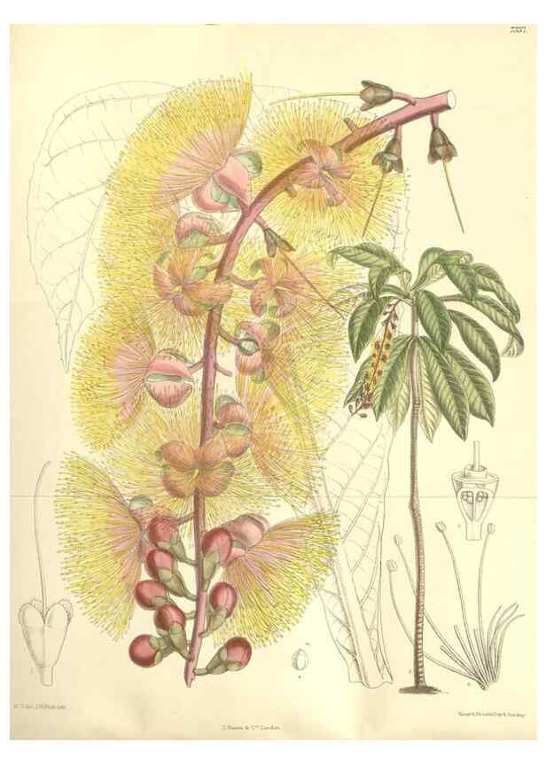 Reproducción/Reproduction 35398499626: Curtis's botanical magazine.. London ; New York [etc.] :Academic Press [etc.]
