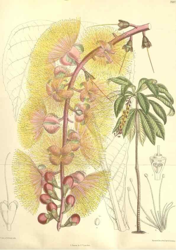 Reproducción/Reproduction 35398499626: Curtis's botanical magazine.. London ; New York [etc.] :Academic Press [etc.]