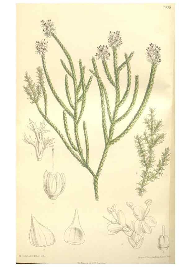Reproducción/Reproduction 35398501446: Curtis's botanical magazine.. London ; New York [etc.] :Academic Press [etc.]