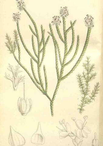 Reproducción/Reproduction 35398501446: Curtis's botanical magazine.. London ; New York [etc.] :Academic Press [etc.]