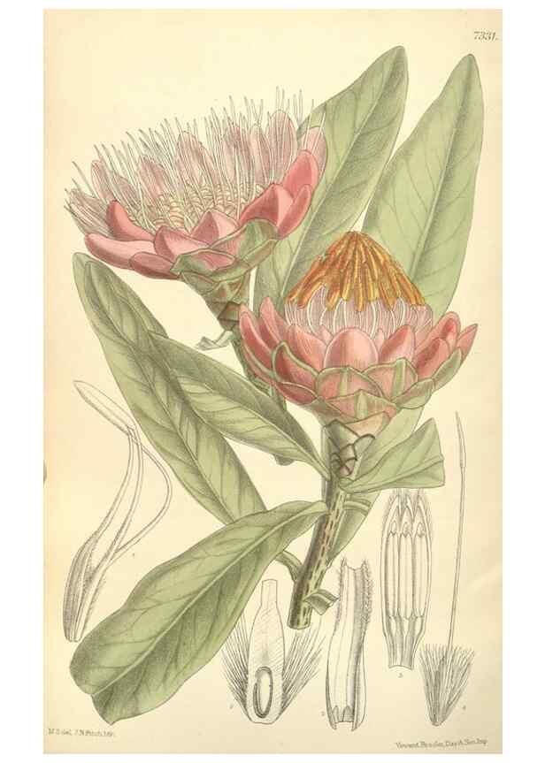 Reproducción/Reproduction 34628229223: Curtis's botanical magazine.. London ; New York [etc.] :Academic Press [etc.]
