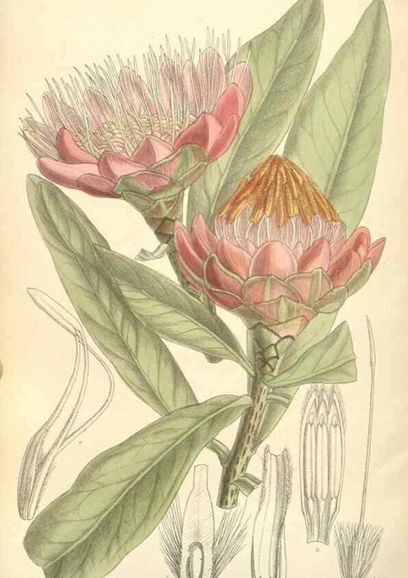 Reproducción/Reproduction 34628229223: Curtis's botanical magazine.. London ; New York [etc.] :Academic Press [etc.]