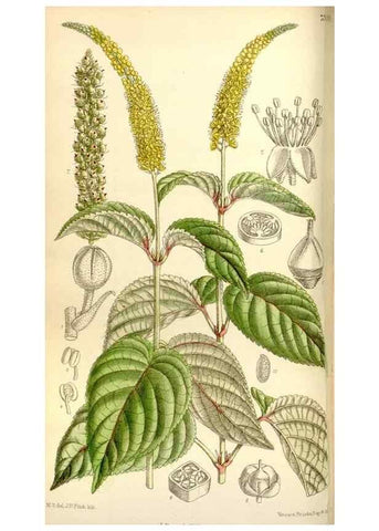 Reproducción/Reproduction 34596733964: Curtis's botanical magazine.. London ; New York [etc.] :Academic Press [etc.]