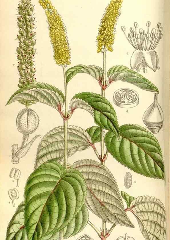 Reproducción/Reproduction 34596733964: Curtis's botanical magazine.. London ; New York [etc.] :Academic Press [etc.]