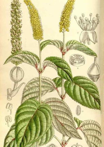 Reproducción/Reproduction 34596733964: Curtis's botanical magazine.. London ; New York [etc.] :Academic Press [etc.]
