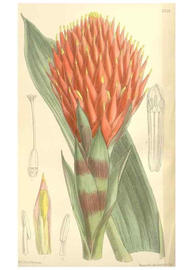 Reproducción/Reproduction 35438210495: Curtis's botanical magazine.. London ; New York [etc.] :Academic Press [etc.]