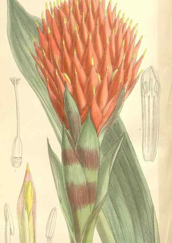 Reproducción/Reproduction 35438210495: Curtis's botanical magazine.. London ; New York [etc.] :Academic Press [etc.]