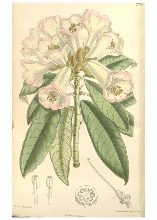 Reproducción/Reproduction 35438212785: Curtis's botanical magazine.. London ; New York [etc.] :Academic Press [etc.]