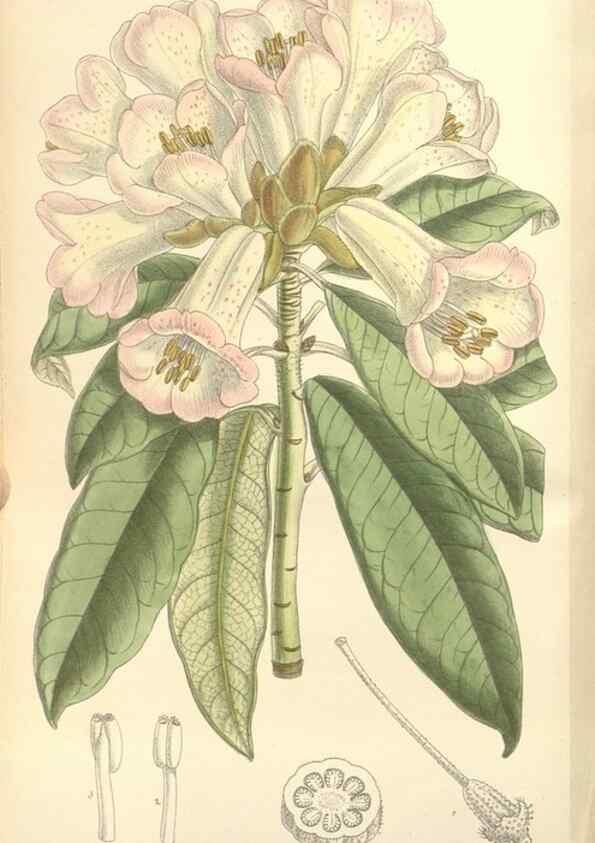 Reproducción/Reproduction 35438212785: Curtis's botanical magazine.. London ; New York [etc.] :Academic Press [etc.]