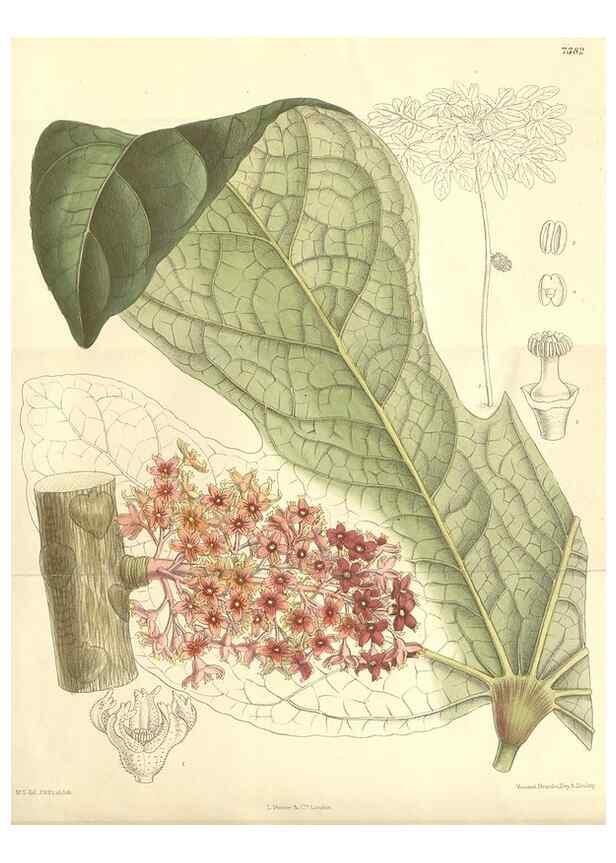 Reproducción/Reproduction 35398583576: Curtis's botanical magazine.. London ; New York [etc.] :Academic Press [etc.]