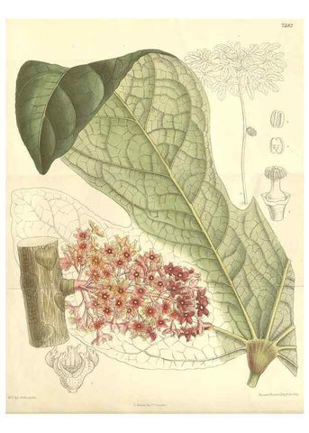 Reproducción/Reproduction 35398583576: Curtis's botanical magazine.. London ; New York [etc.] :Academic Press [etc.]