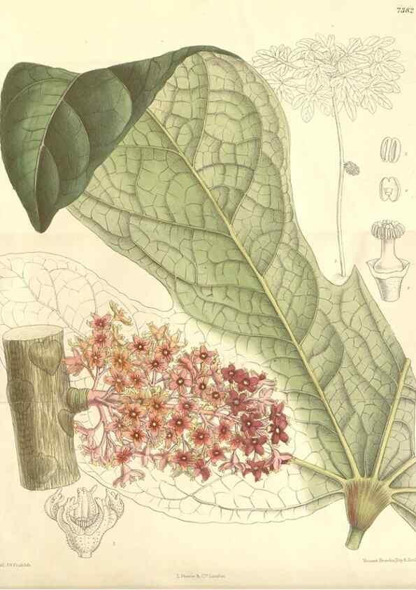 Reproducción/Reproduction 35398583576: Curtis's botanical magazine.. London ; New York [etc.] :Academic Press [etc.]