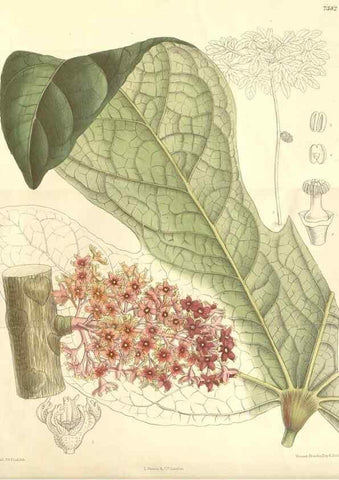 Reproducción/Reproduction 35398583576: Curtis's botanical magazine.. London ; New York [etc.] :Academic Press [etc.]