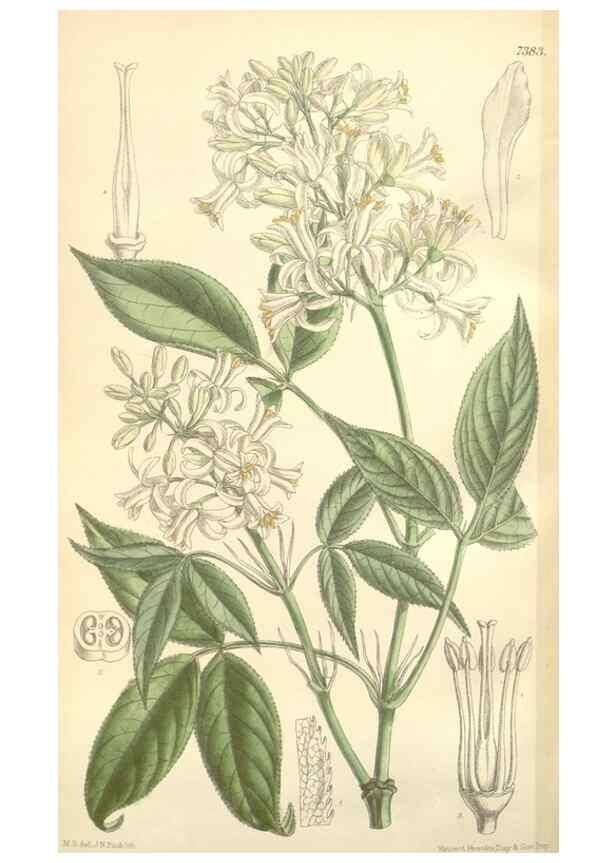 Reproducción/Reproduction 35398585516: Curtis's botanical magazine.. London ; New York [etc.] :Academic Press [etc.]