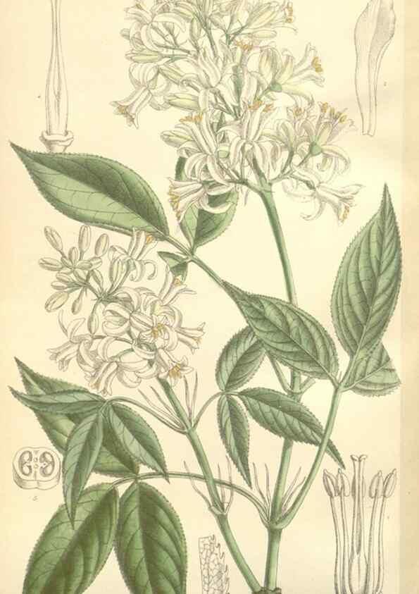 Reproducción/Reproduction 35398585516: Curtis's botanical magazine.. London ; New York [etc.] :Academic Press [etc.]
