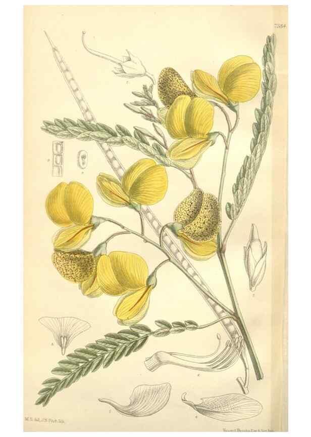 Reproducción/Reproduction 35398587336: Curtis's botanical magazine.. London ; New York [etc.] :Academic Press [etc.]