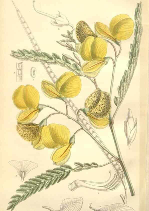 Reproducción/Reproduction 35398587336: Curtis's botanical magazine.. London ; New York [etc.] :Academic Press [etc.]