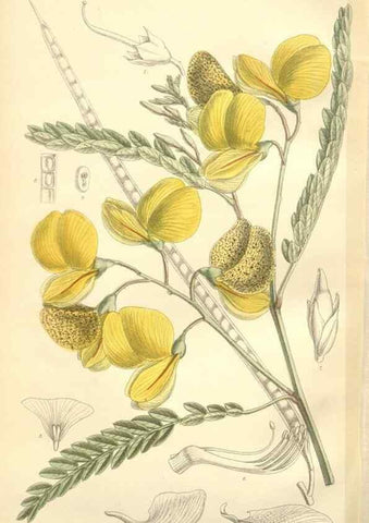 Reproducción/Reproduction 35398587336: Curtis's botanical magazine.. London ; New York [etc.] :Academic Press [etc.]