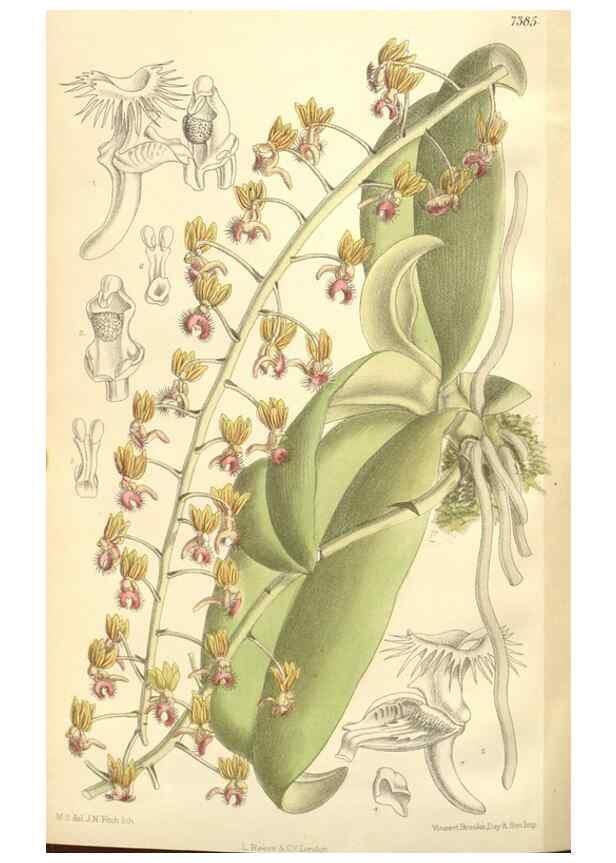 Reproducción/Reproduction 35271669152: Curtis's botanical magazine.. London ; New York [etc.] :Academic Press [etc.]