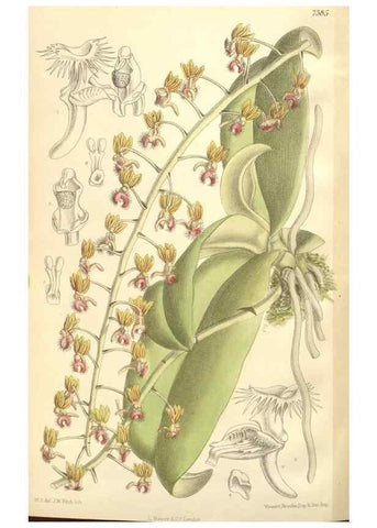 Reproducción/Reproduction 35271669152: Curtis's botanical magazine.. London ; New York [etc.] :Academic Press [etc.]