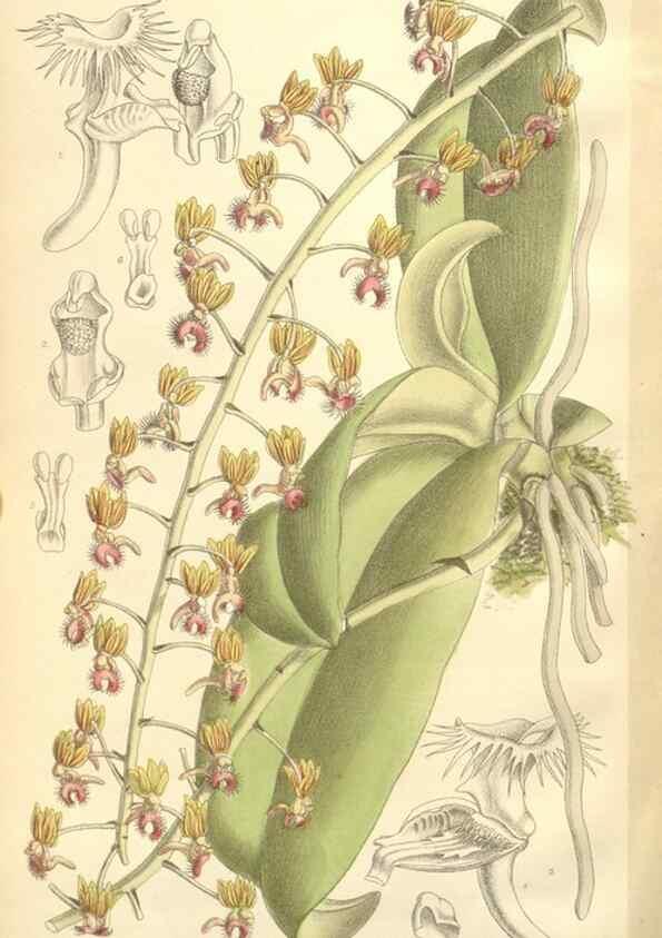 Reproducción/Reproduction 35271669152: Curtis's botanical magazine.. London ; New York [etc.] :Academic Press [etc.]