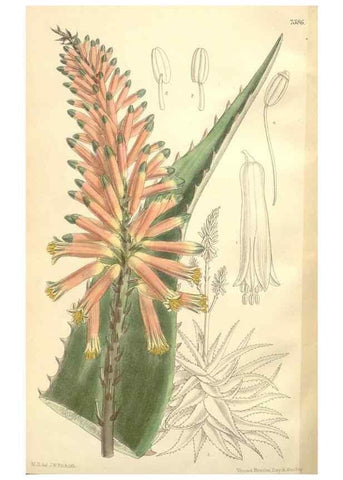Reproducción/Reproduction 35051204170: Curtis's botanical magazine.. London ; New York [etc.] :Academic Press [etc.]