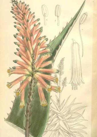 Reproducción/Reproduction 35051204170: Curtis's botanical magazine.. London ; New York [etc.] :Academic Press [etc.]