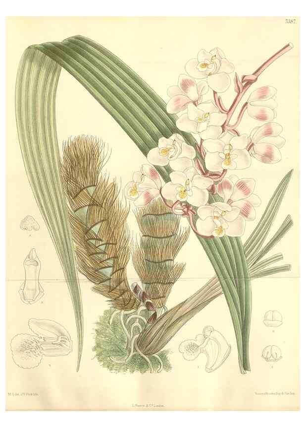Reproducción/Reproduction 35398593456: Curtis's botanical magazine.. London ; New York [etc.] :Academic Press [etc.]