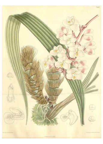 Reproducción/Reproduction 35398593456: Curtis's botanical magazine.. London ; New York [etc.] :Academic Press [etc.]