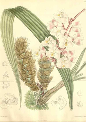 Reproducción/Reproduction 35398593456: Curtis's botanical magazine.. London ; New York [etc.] :Academic Press [etc.]