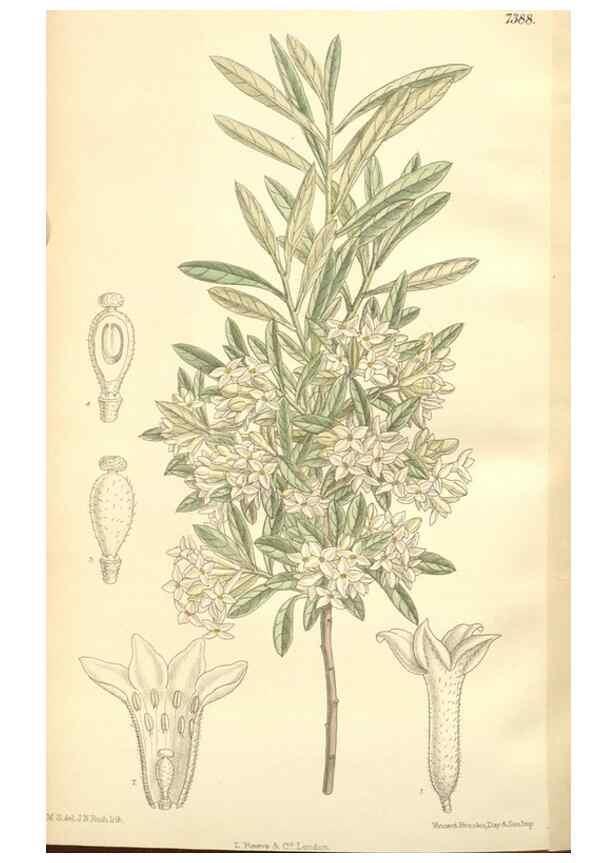 Reproducción/Reproduction 35398594826: Curtis's botanical magazine.. London ; New York [etc.] :Academic Press [etc.]