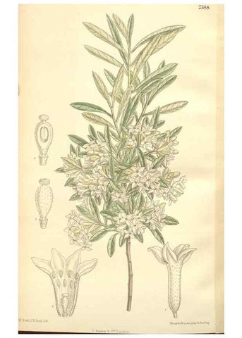 Reproducción/Reproduction 35398594826: Curtis's botanical magazine.. London ; New York [etc.] :Academic Press [etc.]
