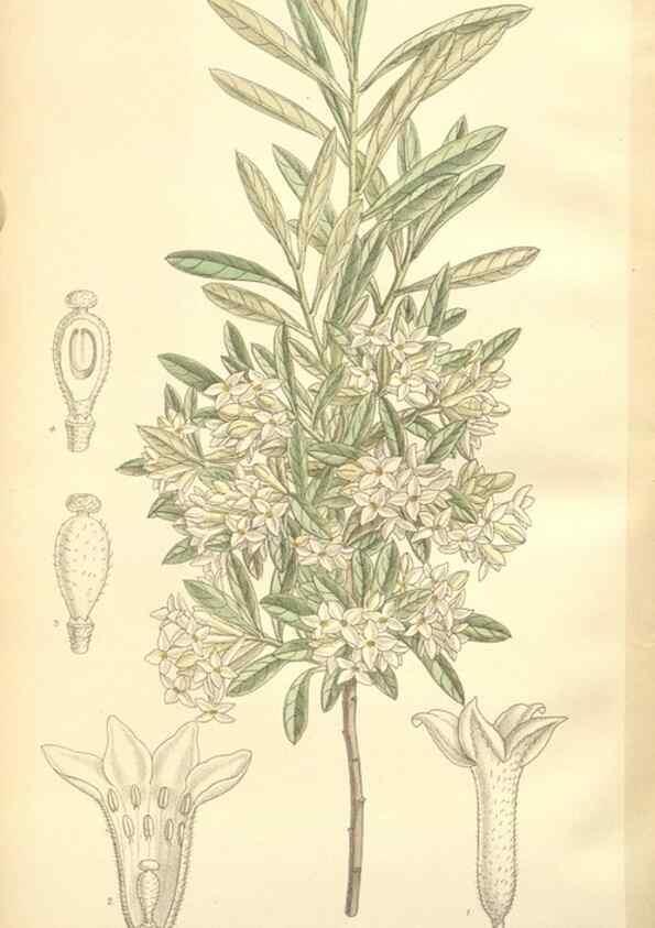 Reproducción/Reproduction 35398594826: Curtis's botanical magazine.. London ; New York [etc.] :Academic Press [etc.]