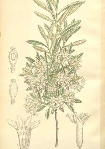 Reproducción/Reproduction 35398594826: Curtis's botanical magazine.. London ; New York [etc.] :Academic Press [etc.]
