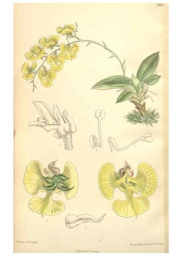 Reproducción/Reproduction 35398596416: Curtis's botanical magazine.. London ; New York [etc.] :Academic Press [etc.]