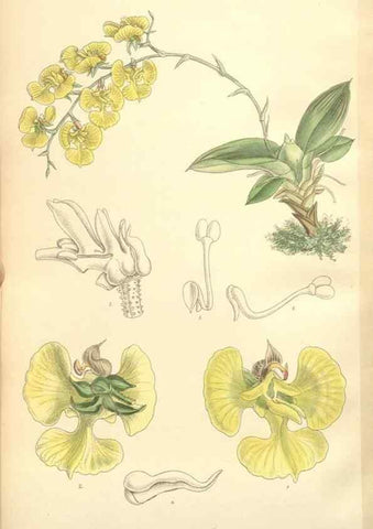 Reproducción/Reproduction 35398596416: Curtis's botanical magazine.. London ; New York [etc.] :Academic Press [etc.]