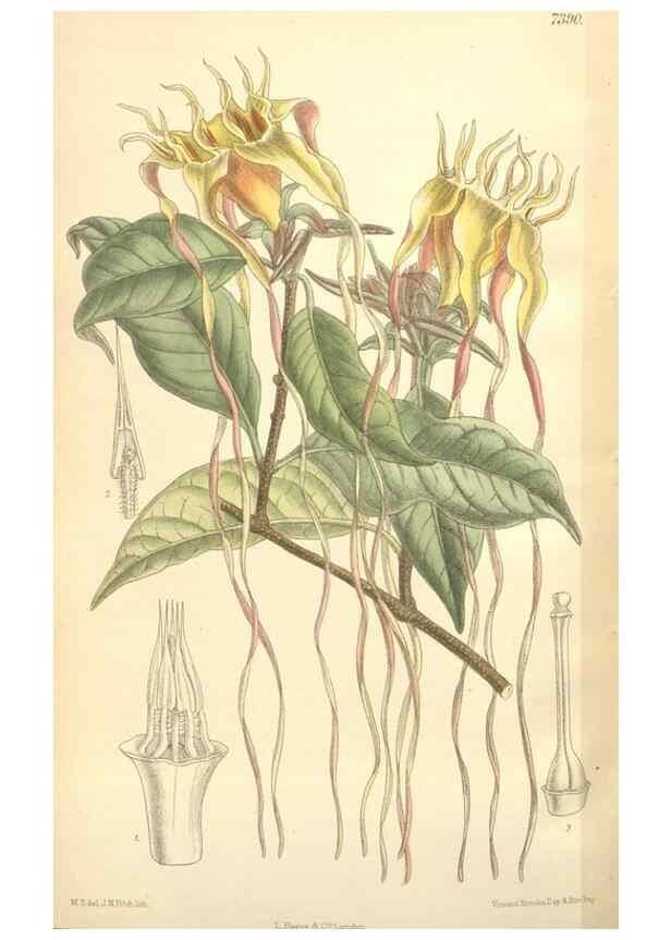Reproducción/Reproduction 35398597966: Curtis's botanical magazine.. London ; New York [etc.] :Academic Press [etc.]