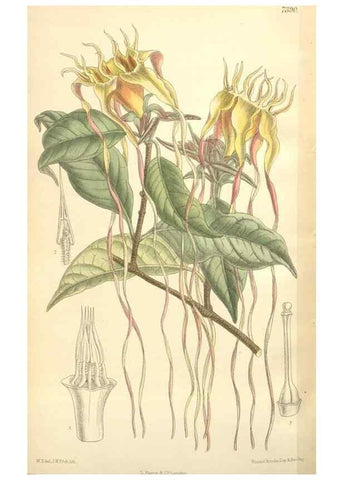 Reproducción/Reproduction 35398597966: Curtis's botanical magazine.. London ; New York [etc.] :Academic Press [etc.]