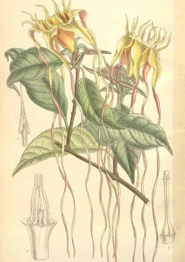 Reproducción/Reproduction 35398597966: Curtis's botanical magazine.. London ; New York [etc.] :Academic Press [etc.]