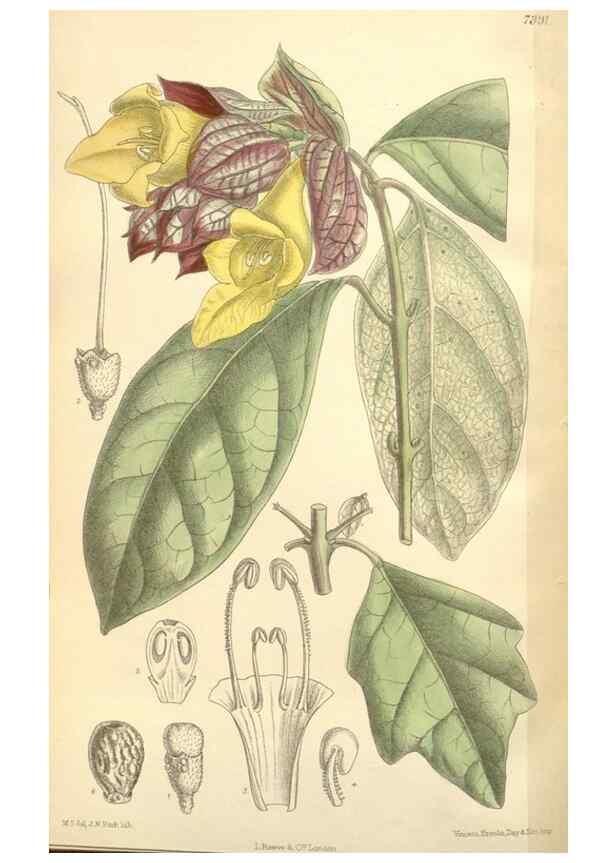 Reproducción/Reproduction 35398599846: Curtis's botanical magazine.. London ; New York [etc.] :Academic Press [etc.]