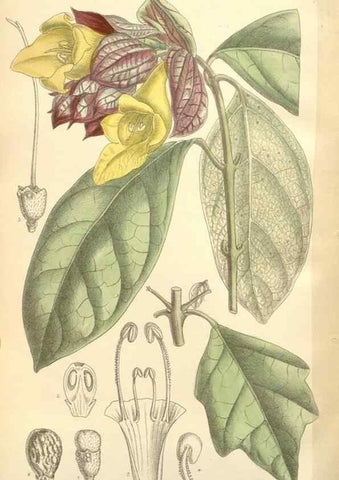 Reproducción/Reproduction 35398599846: Curtis's botanical magazine.. London ; New York [etc.] :Academic Press [etc.]