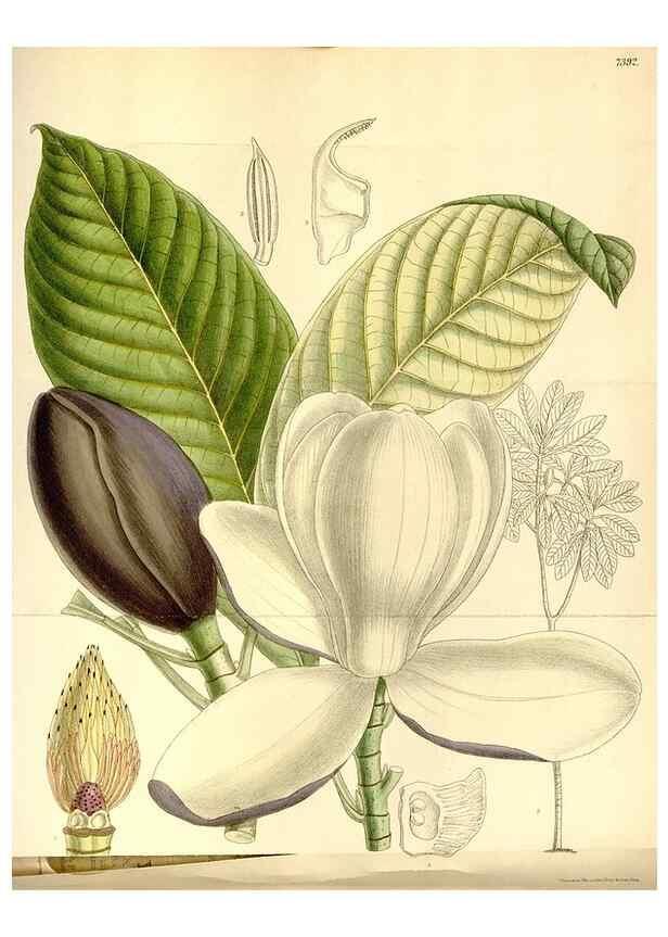 Reproducción/Reproduction 35308795321: Curtis's botanical magazine.. London ; New York [etc.] :Academic Press [etc.]