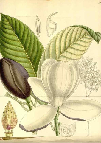 Reproducción/Reproduction 35308795321: Curtis's botanical magazine.. London ; New York [etc.] :Academic Press [etc.]