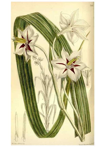 Reproducción/Reproduction 35308796791: Curtis's botanical magazine.. London ; New York [etc.] :Academic Press [etc.]